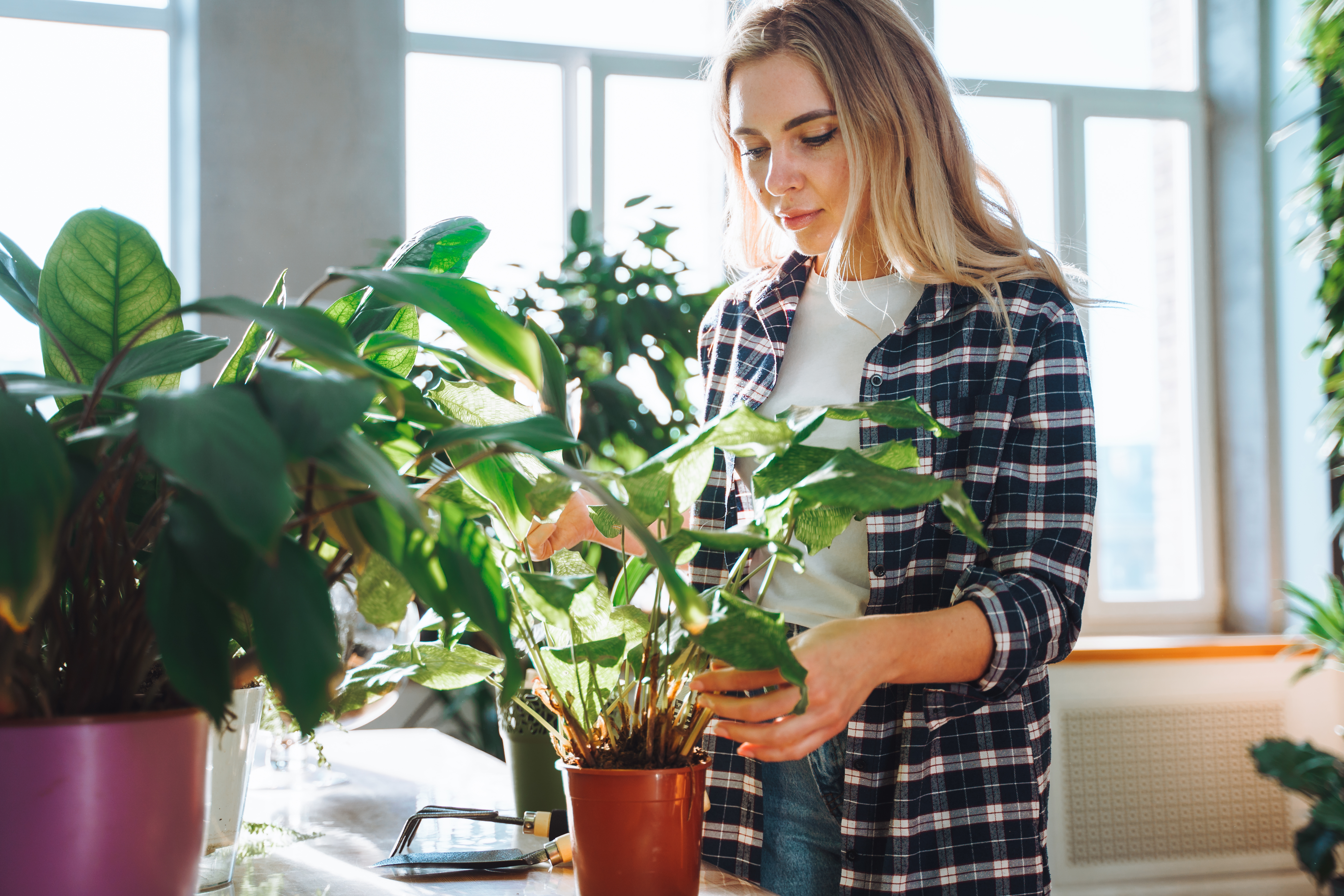 Shoppers are rushing to buy £7.50 plant which banishes mould & damp – experts call it ‘the best air cleaner available’